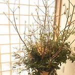 Matsuya House