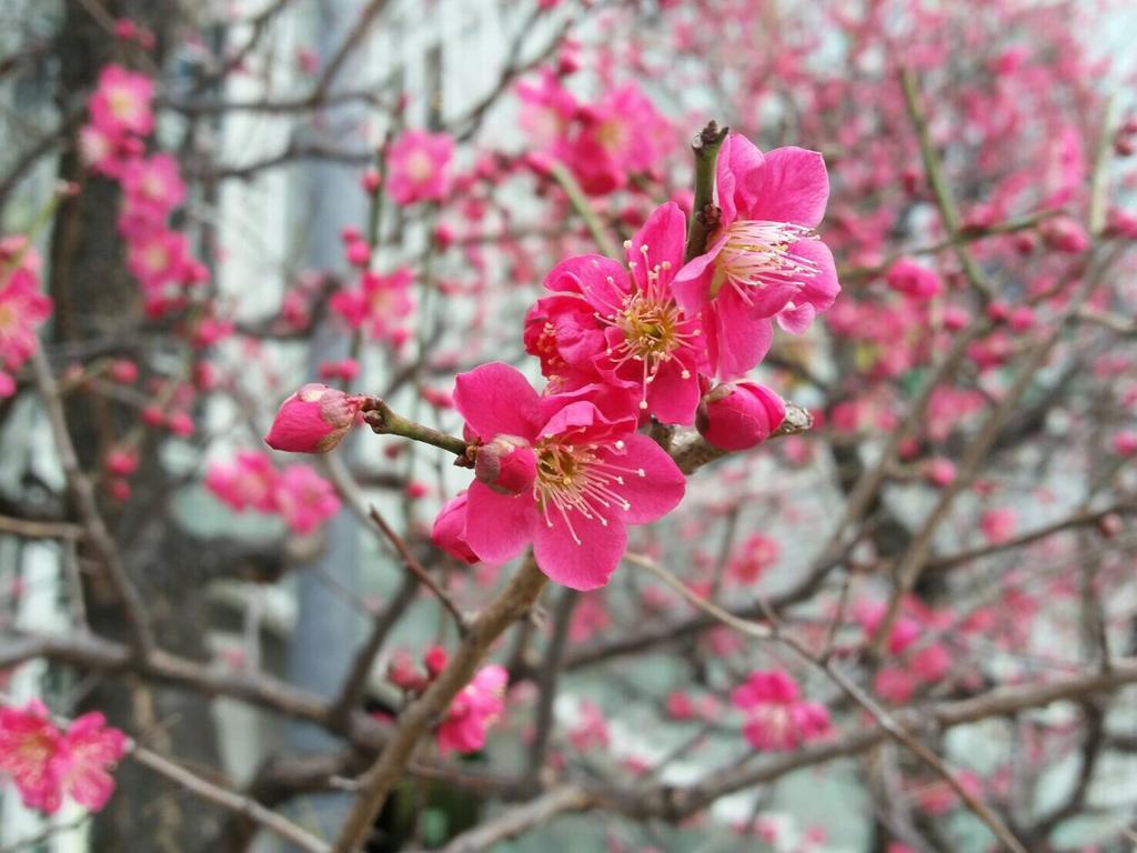 Sakura Hostel