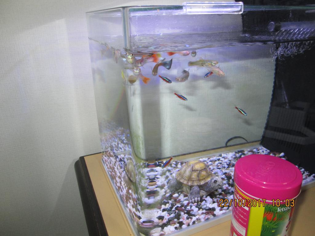 Hostel Dolphin House *