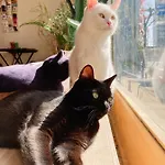 Mad Cat Hostel Osaka & Bar