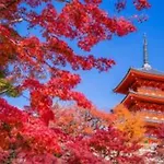 むつみ庵松501