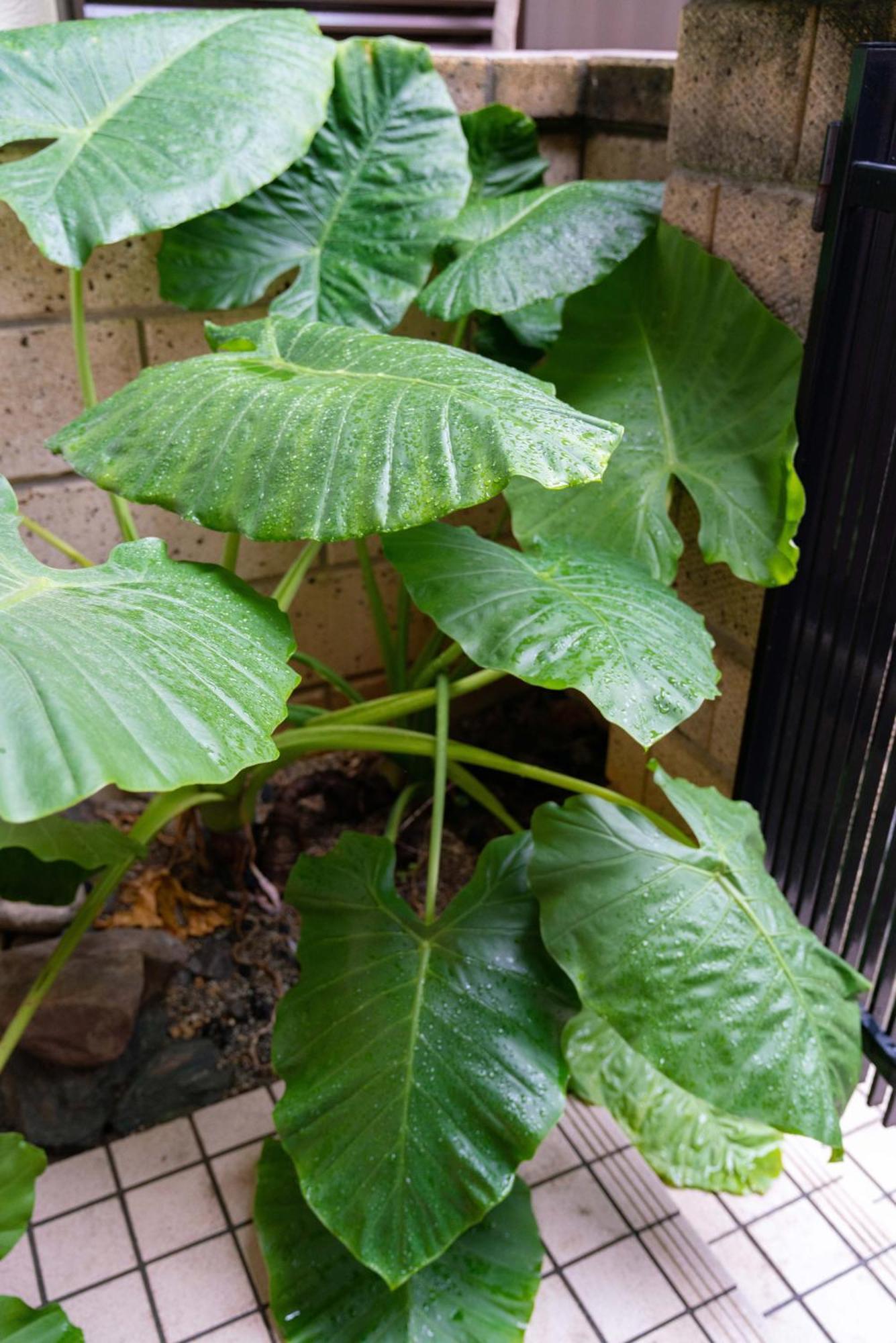 Gc01/生活してもokな親切な部屋 /3 部屋/最大 6人入居/大阪城/3 ライン駅徒歩7分/清潔