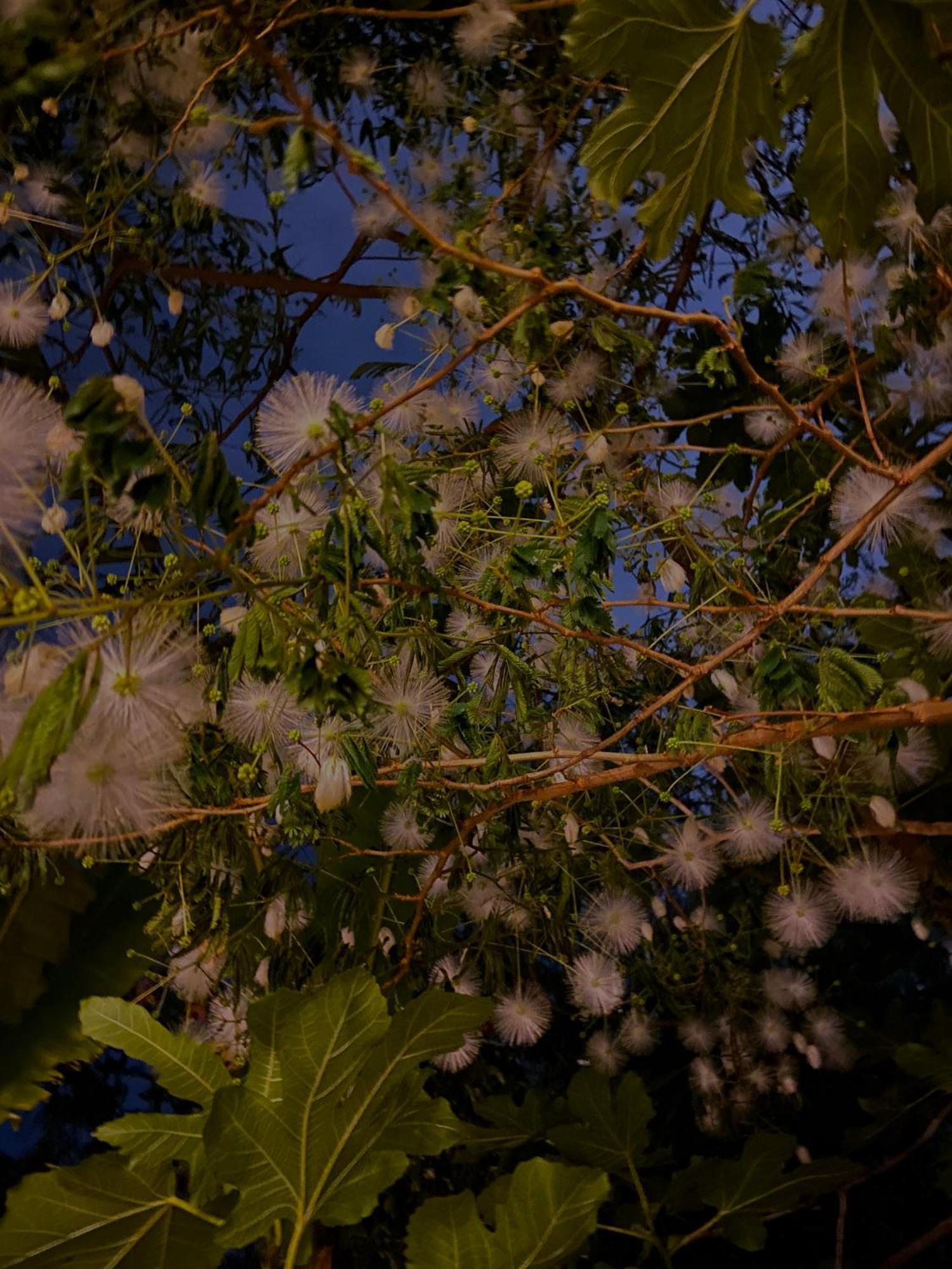 Guest house Kamagasaki Of The Arts Cafe Garden Aka Cocoroom *