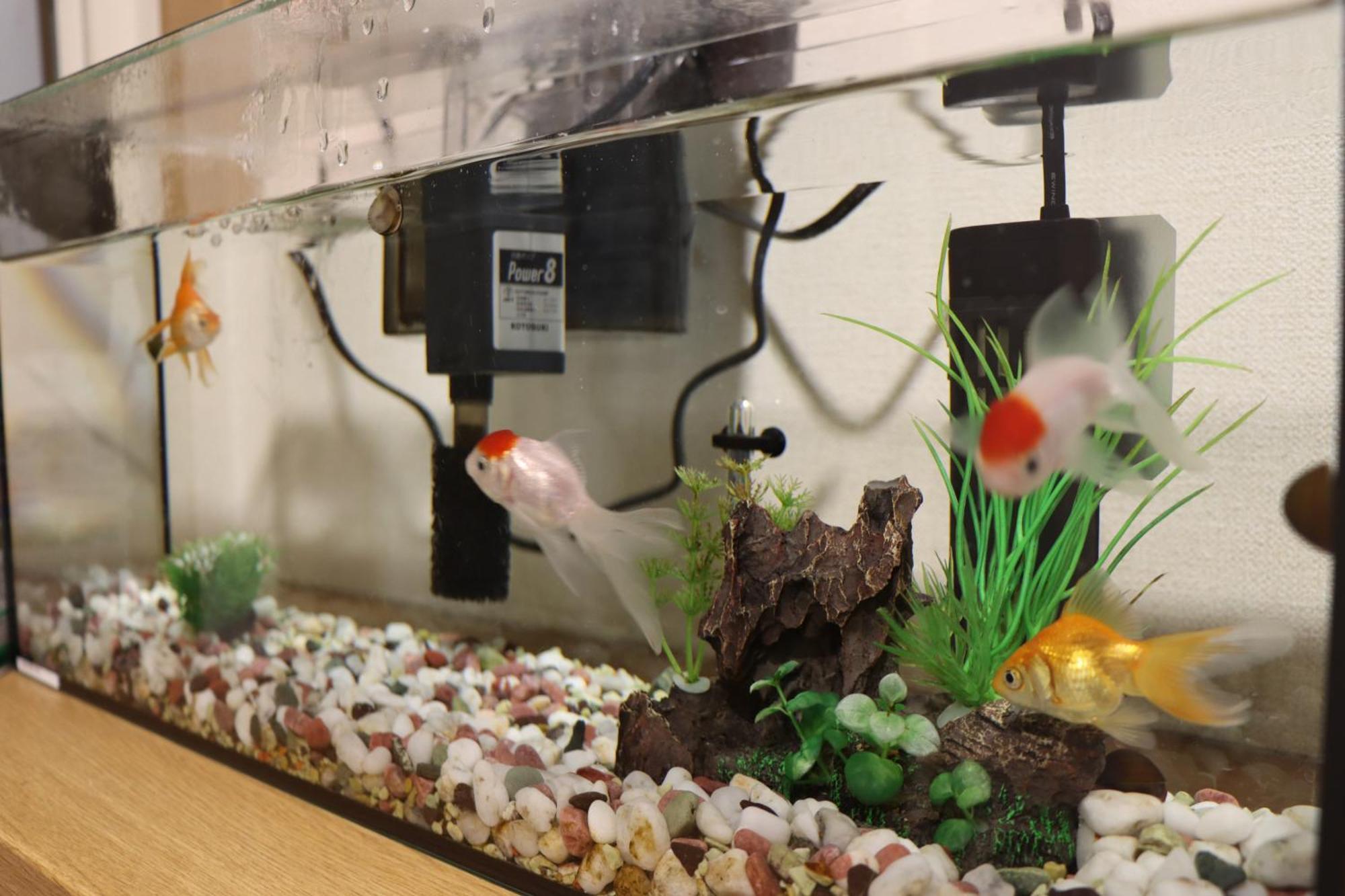 Homestay Niji Homestay Osaka