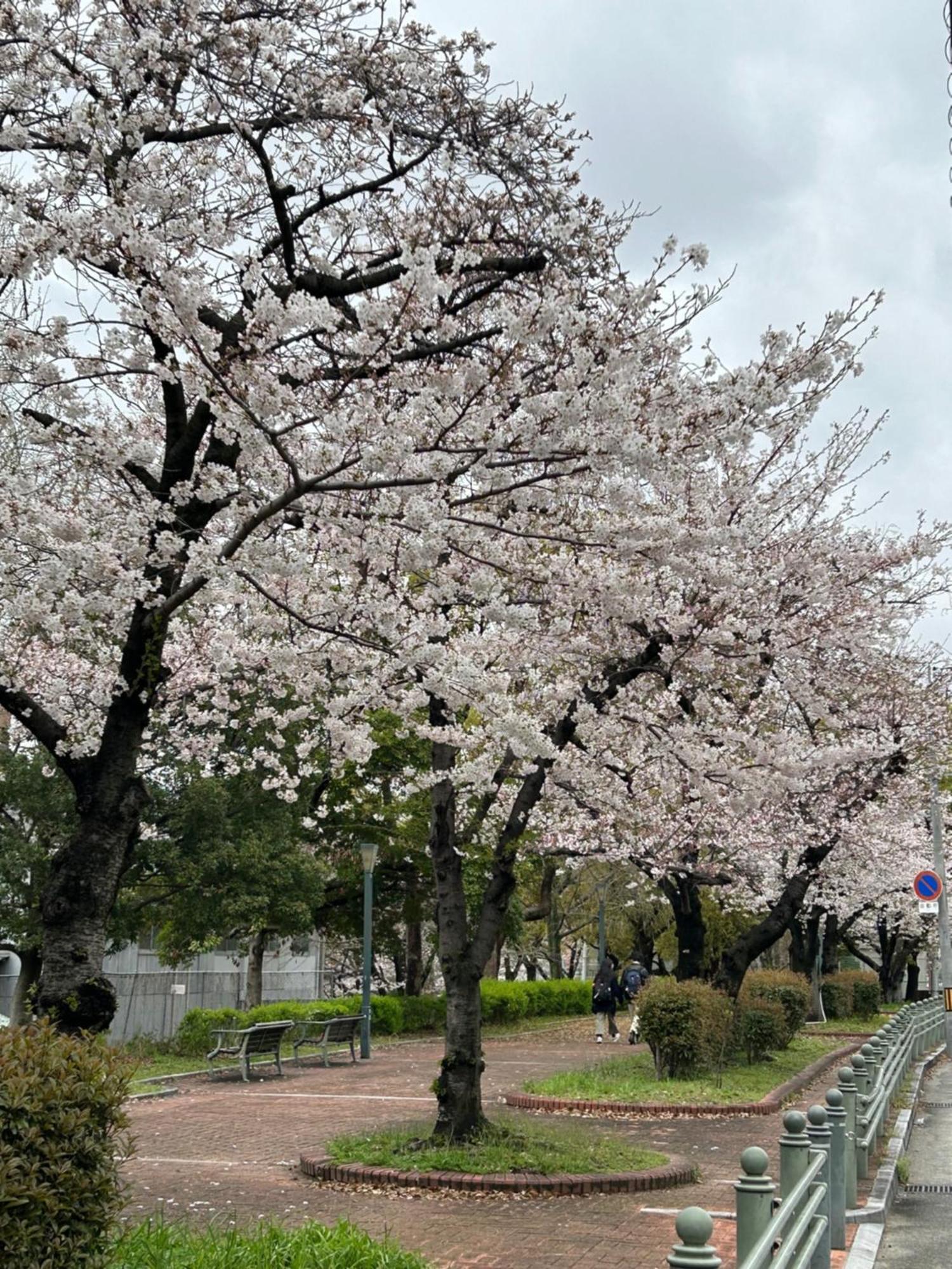 Noah Grande (adults Only) Osaka