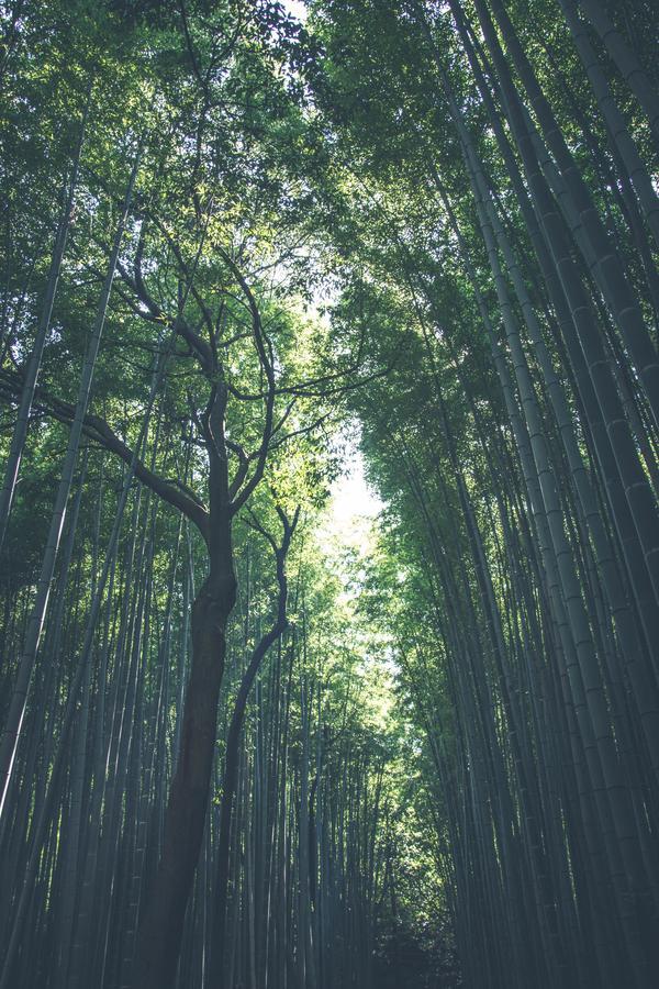 Shirakabanoyado-taisho *