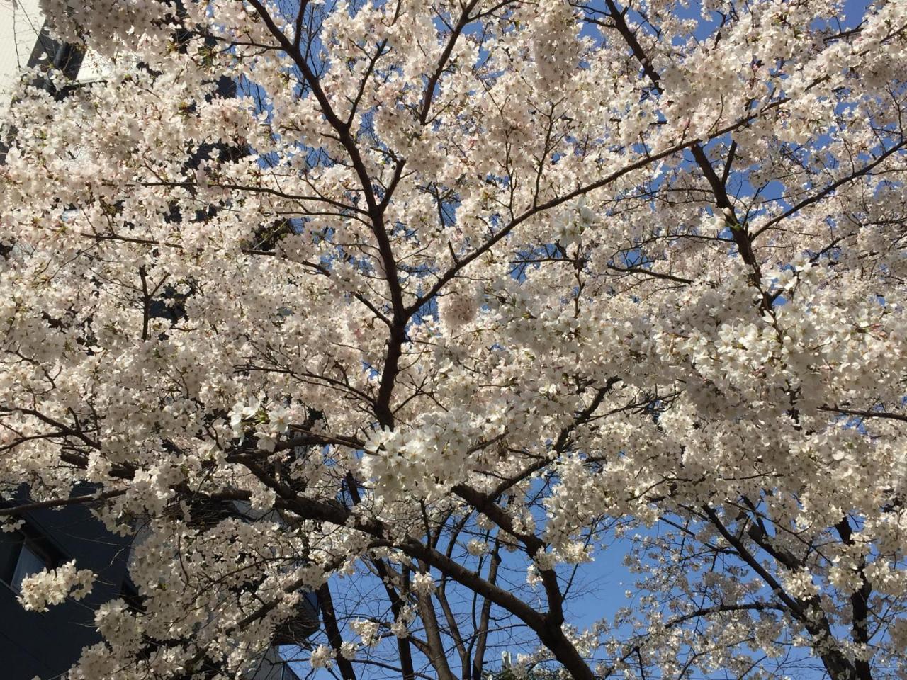 Sakura *