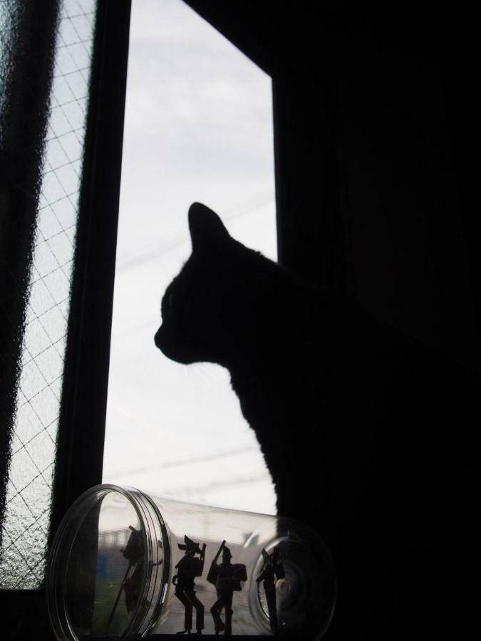 Mad Cat & Bar *