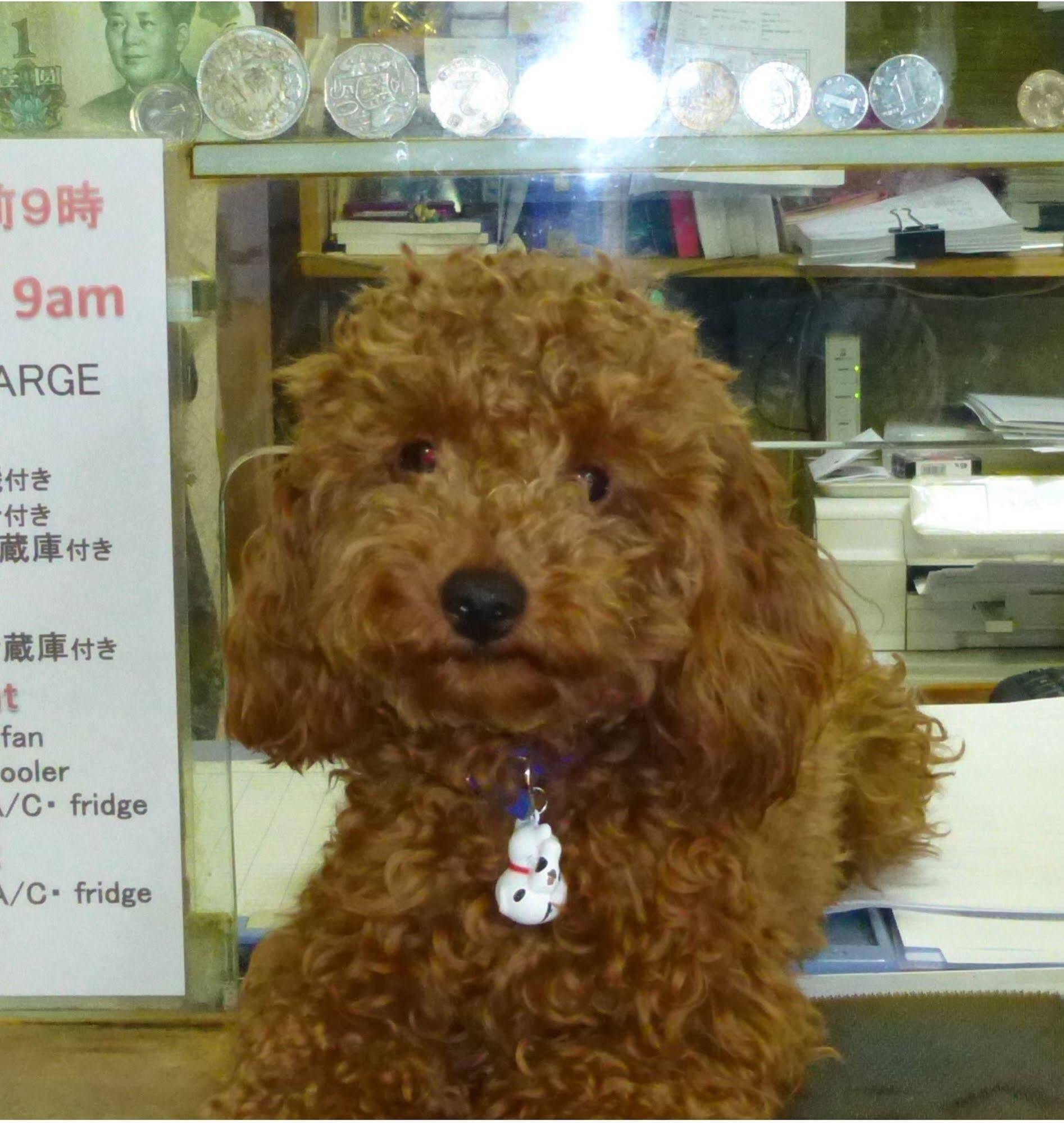 Diamond Albergue Osaka