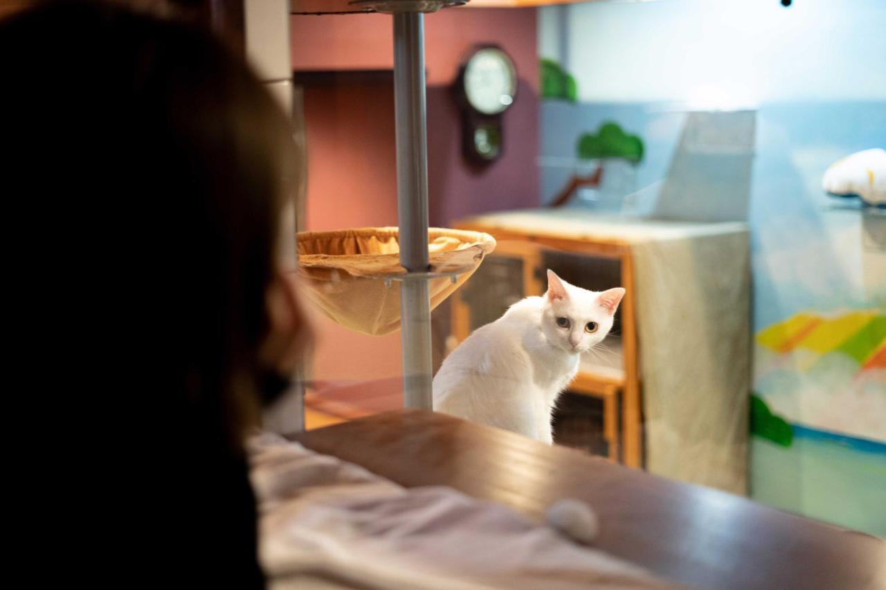 Albergue Cat & Cat By Neco Republic