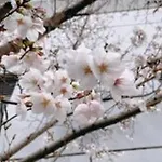 むつみ庵此花301