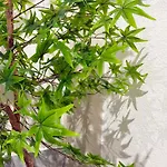 Qingyu Ginger Tea - Vacation Stay 18781