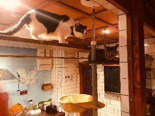 Hostel Cat & Cat By Neco Republic